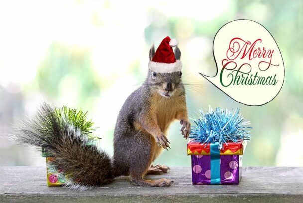 chiristmas squirrel caught by police