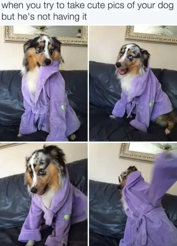 bathrobe dog meme