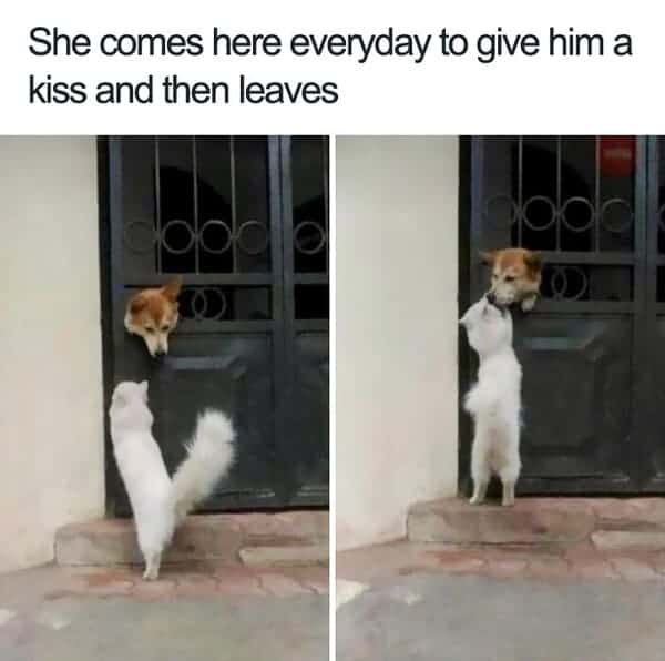 cute kiss dog meme
