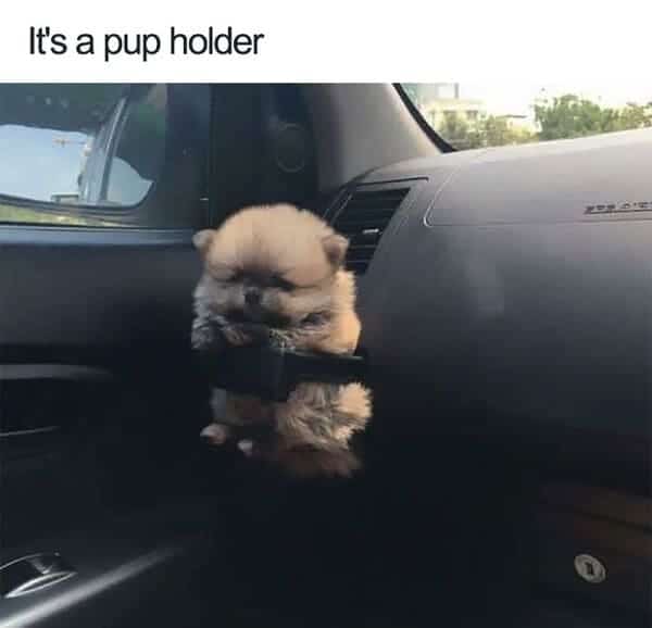 puppy in cup holder cute dog meme