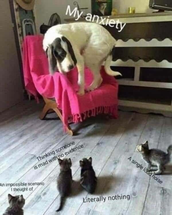 dog with kittens anxiety meme, anxiety meme, funny anxiety meme