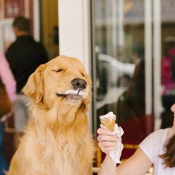 dog eating ice cream looking happy, Important animal images, Funny animal photos, pics of pets doing weird and funny things, funny moments with dog caught on camera, Facebook page compiles best animal images