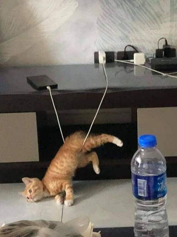 cat stuck in iphone charger, Important animal images, Funny animal photos, pics of pets doing weird and funny things, funny moments with dog caught on camera, Facebook page compiles best animal images, impanimal