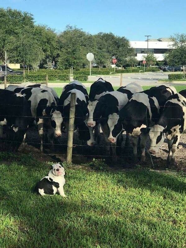 bulldog that looks like cow, Important animal images, Funny animal photos, pics of pets doing weird and funny things, funny moments with dog caught on camera, Facebook page compiles best animal images, impanimal