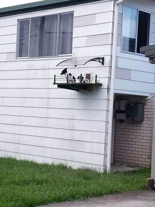 dog balcony on side of house, Important animal images, Funny animal photos, pics of pets doing weird and funny things, funny moments with dog caught on camera, Facebook page compiles best animal images, impanimal