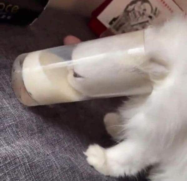 white cat shoving whole head through glass to get milk, Important animal images, Funny animal photos, pics of pets doing weird and funny things, funny moments with dog caught on camera, Facebook page compiles best animal images, impanimal