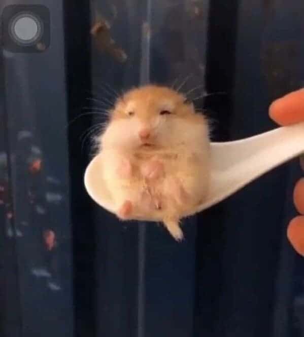 cute soup hampster on a spoon wonton soup, Important animal images, Funny animal photos, pics of pets doing weird and funny things, funny moments with dog caught on camera, Facebook page compiles best animal images, impanimal