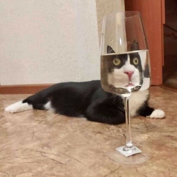 cat face in glass of wine full, Important animal images, Funny animal photos, pics of pets doing weird and funny things, funny moments with dog caught on camera, Facebook page compiles best animal images, impanimal