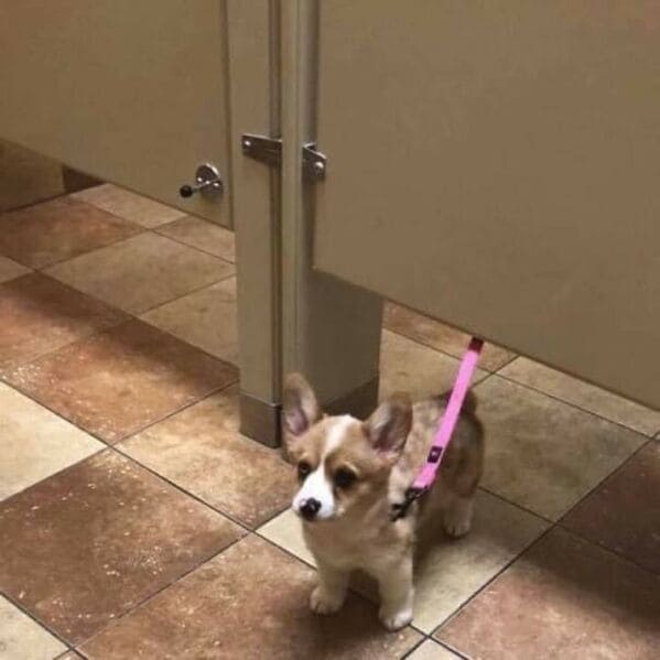 corgi peeking under a toilet stall, Important animal images, Funny animal photos, pics of pets doing weird and funny things, funny moments with dog caught on camera, Facebook page compiles best animal images, impanimal