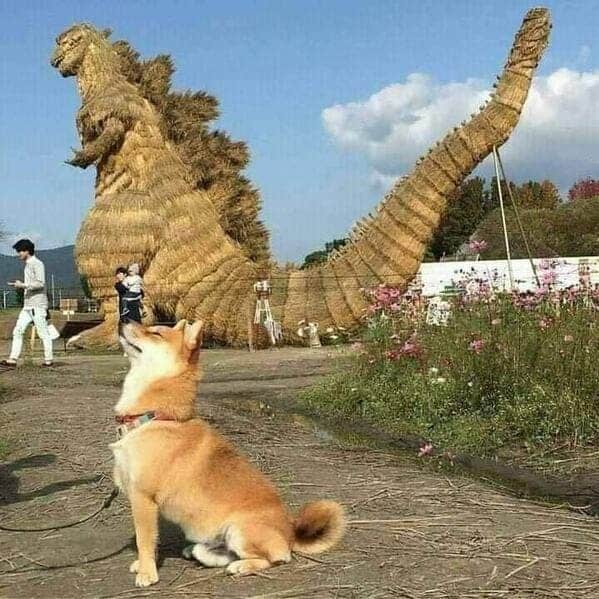 corgi pretending to be godzilla, Important animal images, Funny animal photos, pics of pets doing weird and funny things, funny moments with dog caught on camera, Facebook page compiles best animal images, impanimal