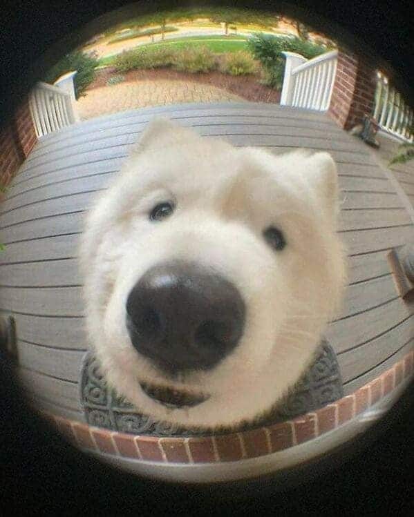 dog looking through peephole in door, Important animal images, Funny animal photos, pics of pets doing weird and funny things, funny moments with dog caught on camera, Facebook page compiles best animal images, impanimal
