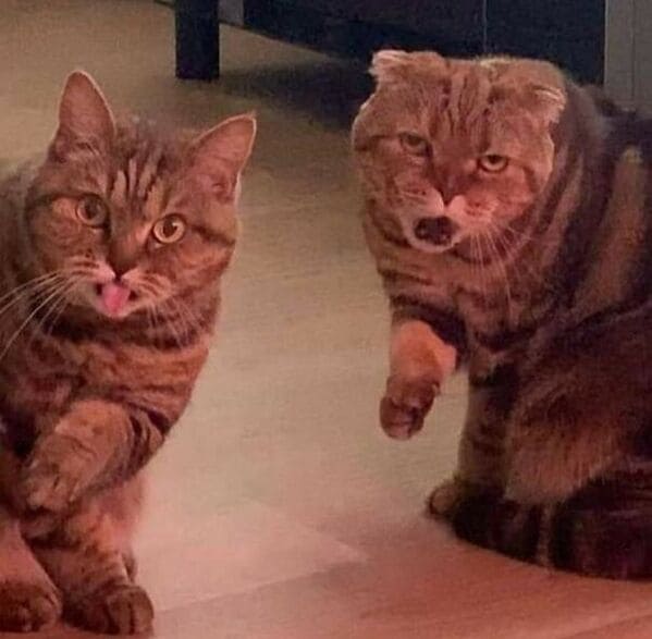 two cats making strange faces, Important animal images, Funny animal photos, pics of pets doing weird and funny things, funny moments with dog caught on camera, Facebook page compiles best animal images, impanimal