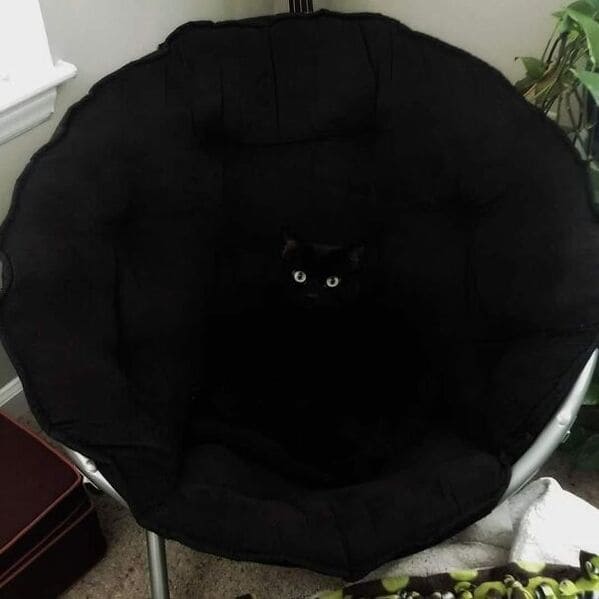 black cat blending into chair, Important animal images, Funny animal photos, pics of pets doing weird and funny things, funny moments with dog caught on camera, Facebook page compiles best animal images, impanimal