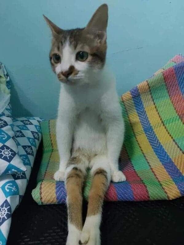 cat that is sitting like a person, Important animal images, Funny animal photos, pics of pets doing weird and funny things, funny moments with dog caught on camera, Facebook page compiles best animal images, impanimal
