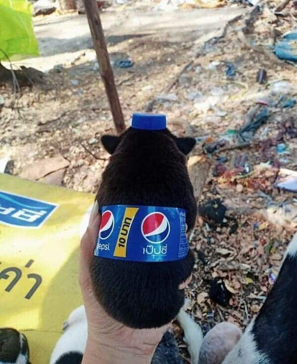 Dog dressed like a bottle of pepsi, Important animal images, Funny animal photos, pics of pets doing weird and funny things, funny moments with dog caught on camera, Facebook page compiles best animal images, impanimal