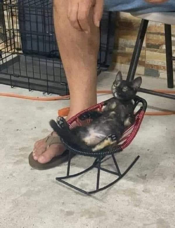 cat relaxing in a tiny chair, Important animal images, Funny animal photos, pics of pets doing weird and funny things, funny moments with dog caught on camera, Facebook page compiles best animal images, impanimal
