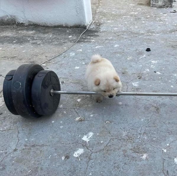 dog trying to bite barbell or lift it with his mouth, Important animal images, Funny animal photos, pics of pets doing weird and funny things, funny moments with dog caught on camera, Facebook page compiles best animal images, impanimal