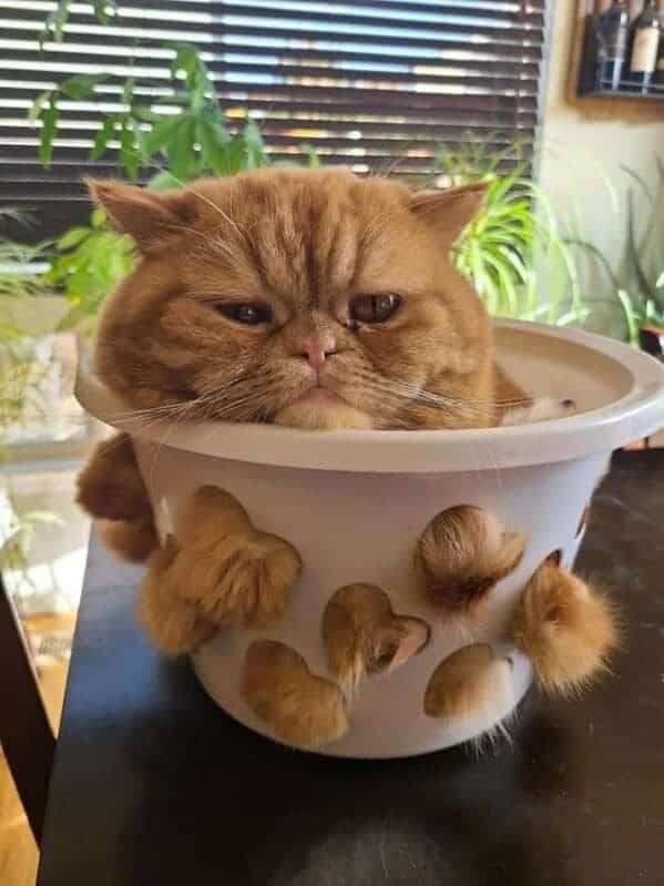 angry cat stuck in cup, Important animal images, Funny animal photos, pics of pets doing weird and funny things, funny moments with dog caught on camera, Facebook page compiles best animal images, impanimal