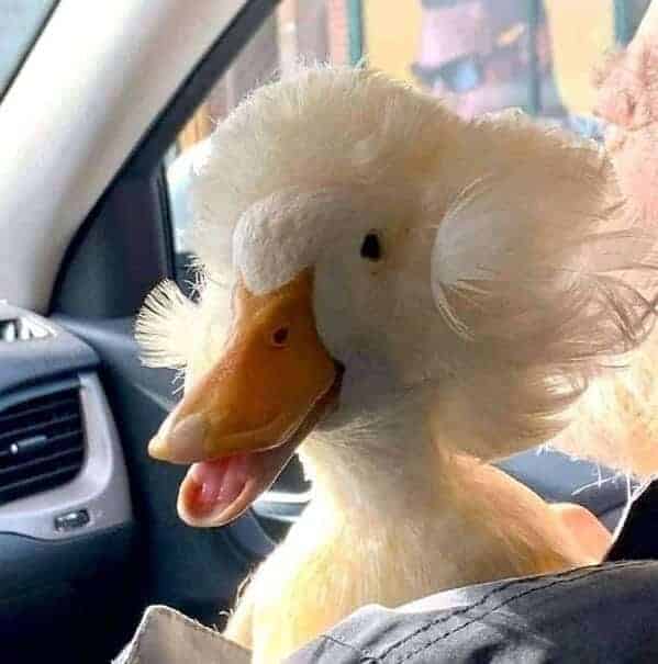 duck that looks like it just got a perm, Important animal images, Funny animal photos, pics of pets doing weird and funny things, funny moments with dog caught on camera, Facebook page compiles best animal images, impanimal