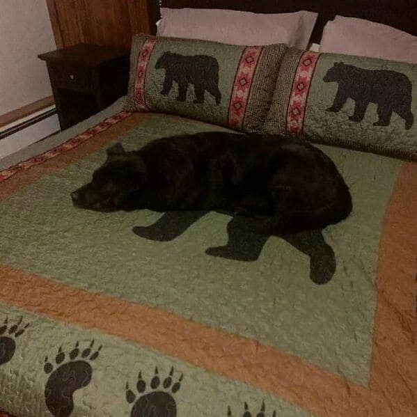 dog looking like a bear on a bed, Important animal images, Funny animal photos, pics of pets doing weird and funny things, funny moments with dog caught on camera, Facebook page compiles best animal images, impanimal
