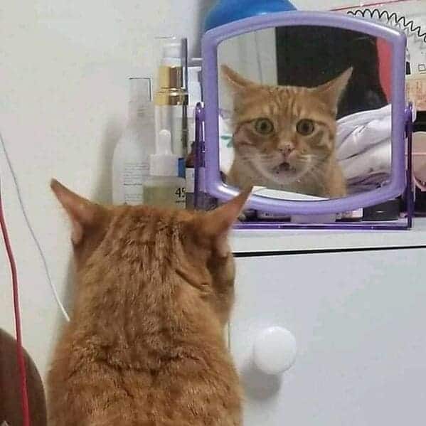 cat looking in mirror in shock, Important animal images, Funny animal photos, pics of pets doing weird and funny things, funny moments with dog caught on camera, Facebook page compiles best animal images, impanimal
