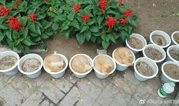 cats in mugs near a garden, Important animal images, Funny animal photos, pics of pets doing weird and funny things, funny moments with dog caught on camera, Facebook page compiles best animal images, impanimal
