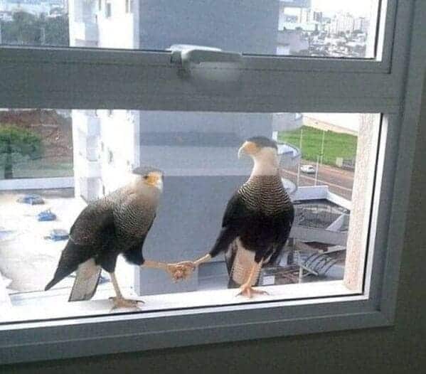two birds on a window, shaking hands, Important animal images, Funny animal photos, pics of pets doing weird and funny things, funny moments with dog caught on camera, Facebook page compiles best animal images, impanimal