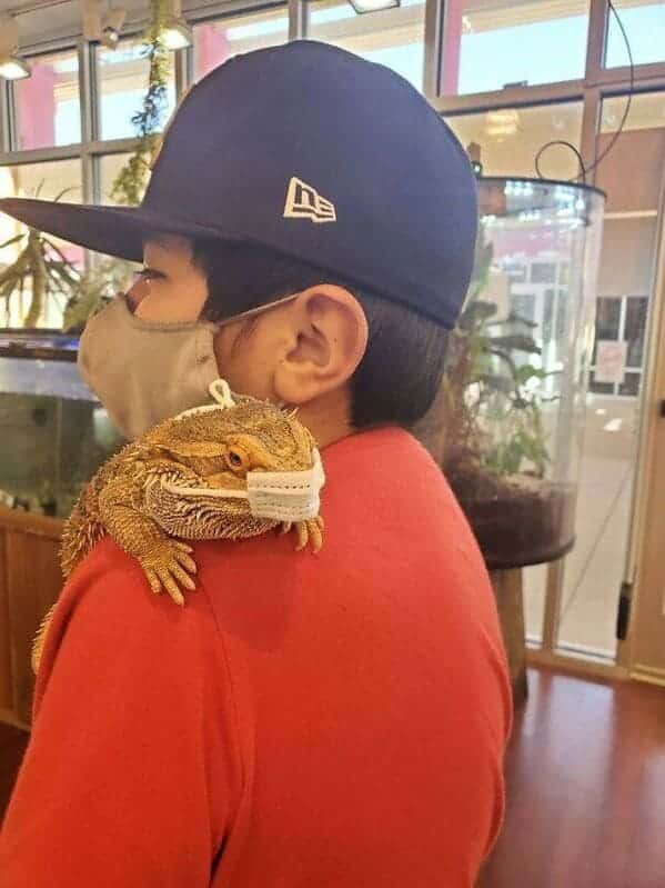 iguana with a medical mask on, Important animal images, Funny animal photos, pics of pets doing weird and funny things, funny moments with dog caught on camera, Facebook page compiles best animal images, impanimal