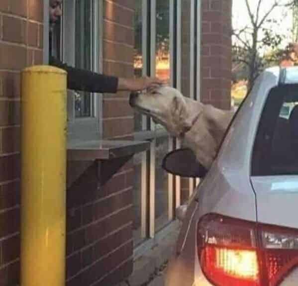 dog leaning out of the window at mcdonalds, Important animal images, Funny animal photos, pics of pets doing weird and funny things, funny moments with dog caught on camera, Facebook page compiles best animal images, impanimal