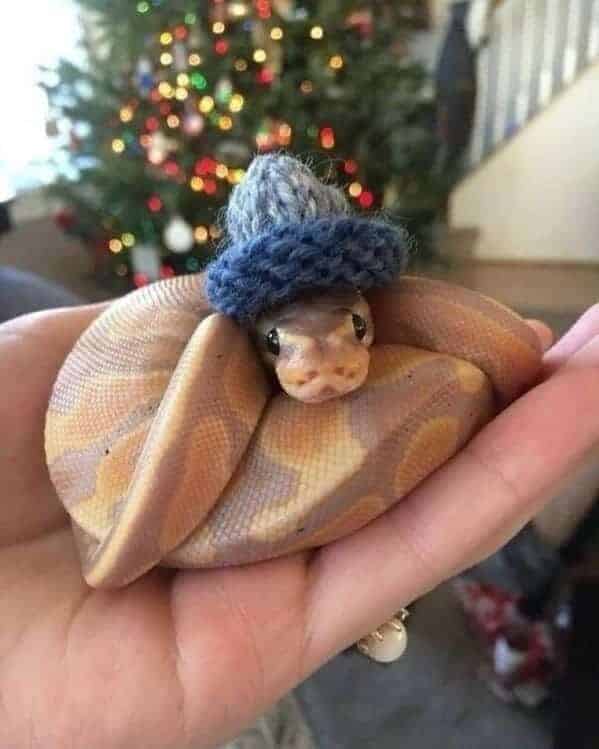 snake with a knit hat on, Important animal images, Funny animal photos, pics of pets doing weird and funny things, funny moments with dog caught on camera, Facebook page compiles best animal images, impanimal