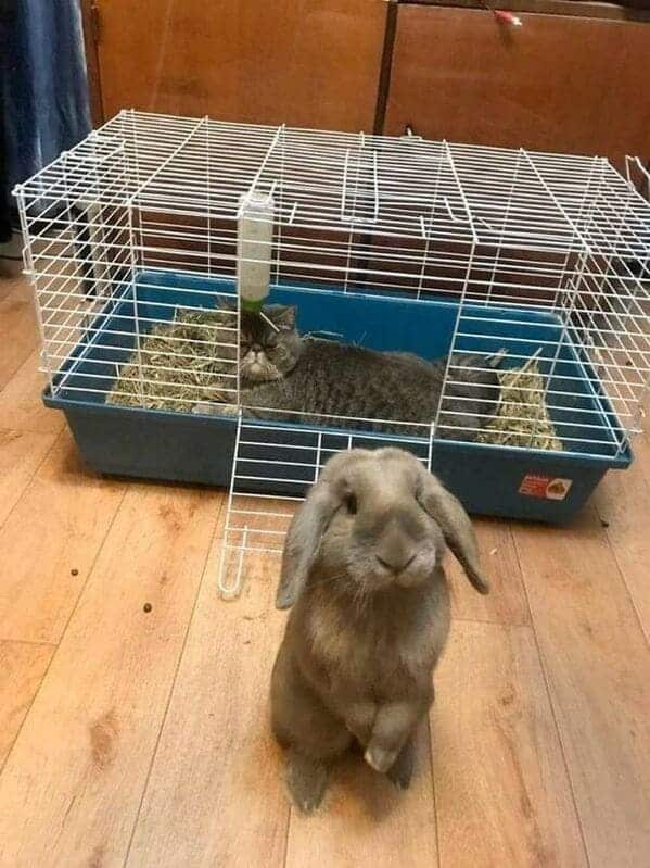 Cat sitting in rabbit cage, rabbit looks sad, Important animal images, Funny animal photos, pics of pets doing weird and funny things, funny moments with dog caught on camera, Facebook page compiles best animal images, impanimal