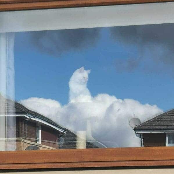 cat in the clouds reflection, Important animal images, Funny animal photos, pics of pets doing weird and funny things, funny moments with dog caught on camera, Facebook page compiles best animal images, impanimal