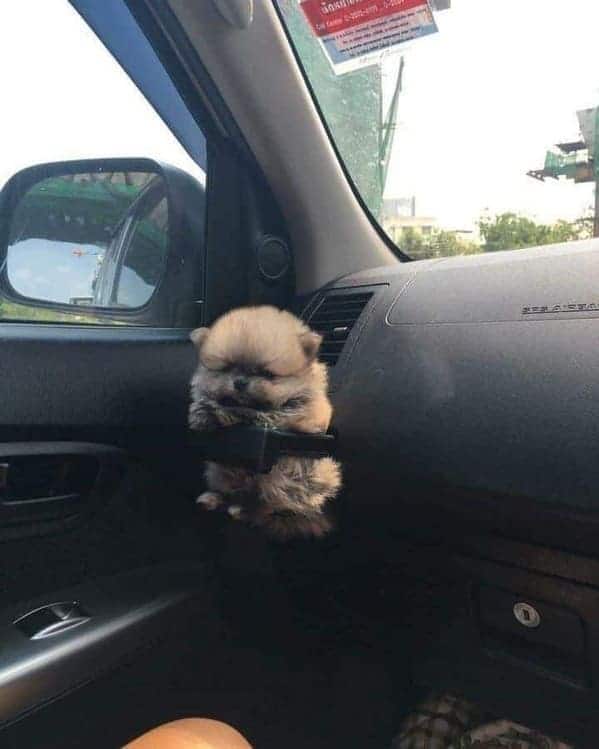 cup holder with dog in it in car, Important animal images, Funny animal photos, pics of pets doing weird and funny things, funny moments with dog caught on camera, Facebook page compiles best animal images, impanimal