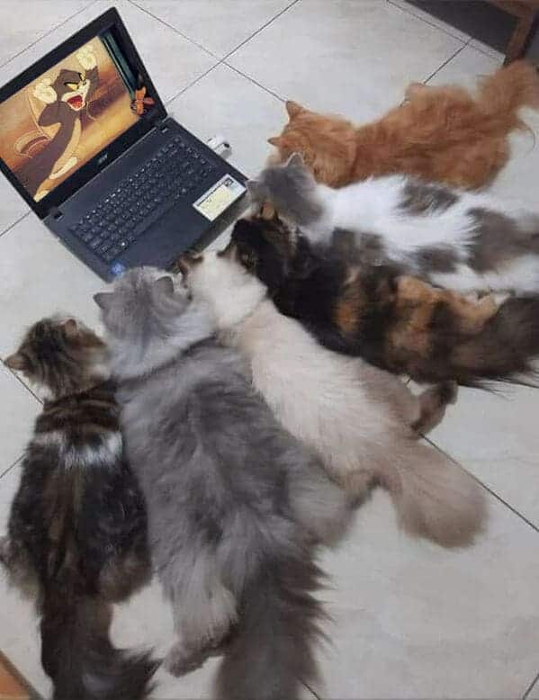 cats watching tom and jerry on a laptop, Important animal images, Funny animal photos, pics of pets doing weird and funny things, funny moments with dog caught on camera, Facebook page compiles best animal images, impanimal