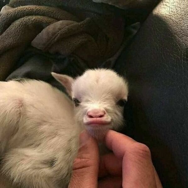 goats making cute face, baby, Important animal images, Funny animal photos, pics of pets doing weird and funny things, funny moments with dog caught on camera, Facebook page compiles best animal images, impanimal