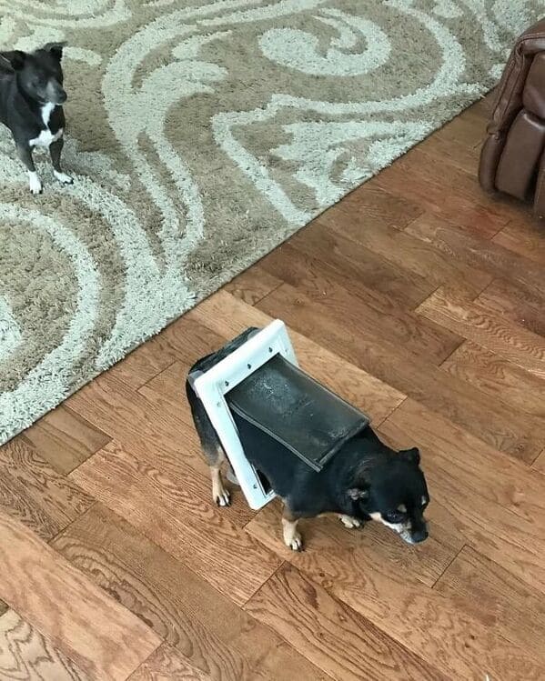 doggy door stuck on dog, Important animal images, Funny animal photos, pics of pets doing weird and funny things, funny moments with dog caught on camera, Facebook page compiles best animal images, impanimal