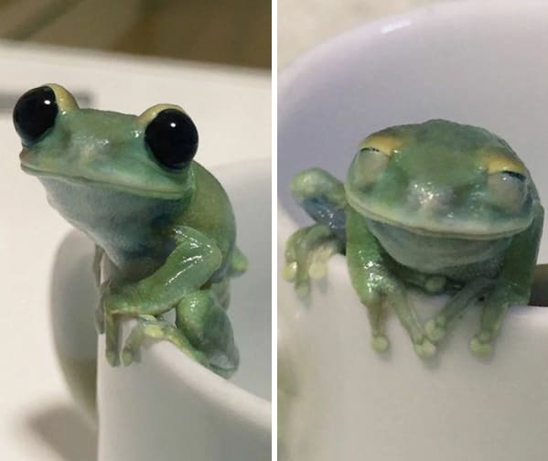 cute frog smiling for camera, Important animal images, Funny animal photos, pics of pets doing weird and funny things, funny moments with dog caught on camera, Facebook page compiles best animal images, impanimal