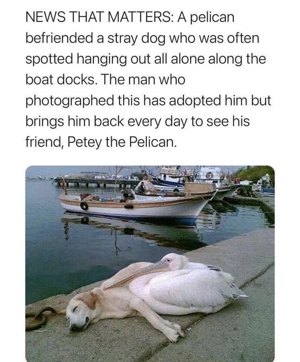 bird and dog sleeping on a dock together, Uplifting wholesome images, nice pictures of animals and people, humanity restored, wholesome pics, reddit, r wholesome, funny cute animals, feeling good