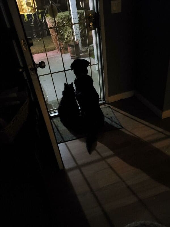 cat and dog waiting by the door at night, Uplifting wholesome images, nice pictures of animals and people, humanity restored, wholesome pics, reddit, r wholesome, funny cute animals, feeling good