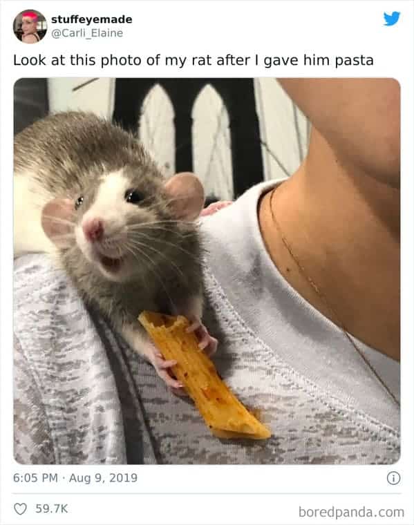 mouse enjoying pasta a a person's shoulder, Uplifting wholesome images, nice pictures of animals and people, humanity restored, wholesome pics, reddit, r wholesome, funny cute animals, feeling good