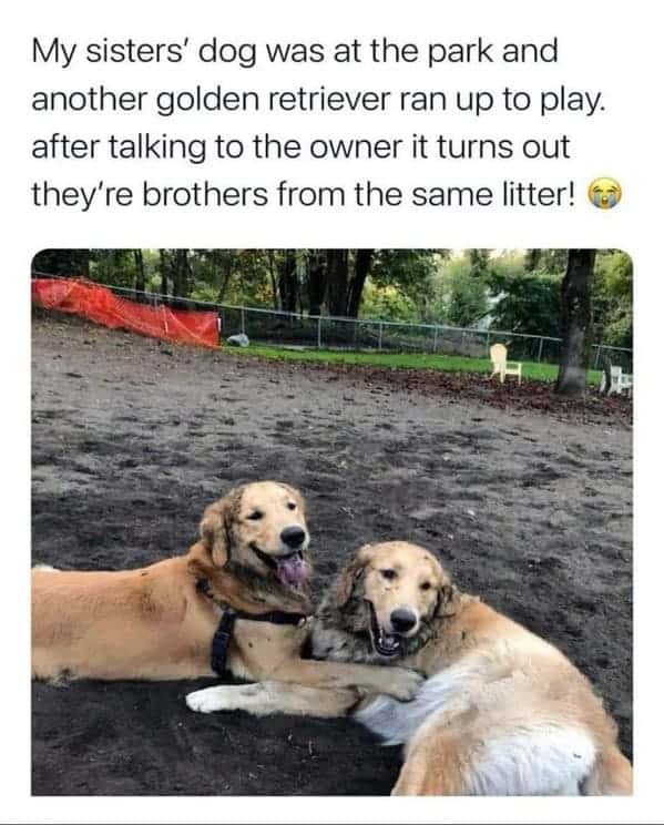 two dogs in the mud together, golden retrievers, Uplifting wholesome images, nice pictures of animals and people, humanity restored, wholesome pics, reddit, r wholesome, funny cute animals, feeling good