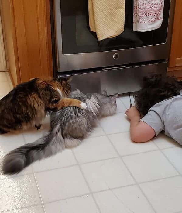 cats wait by stove as kid fishes out toy from under it, Uplifting wholesome images, nice pictures of animals and people, humanity restored, wholesome pics, reddit, r wholesome, funny cute animals, feeling good