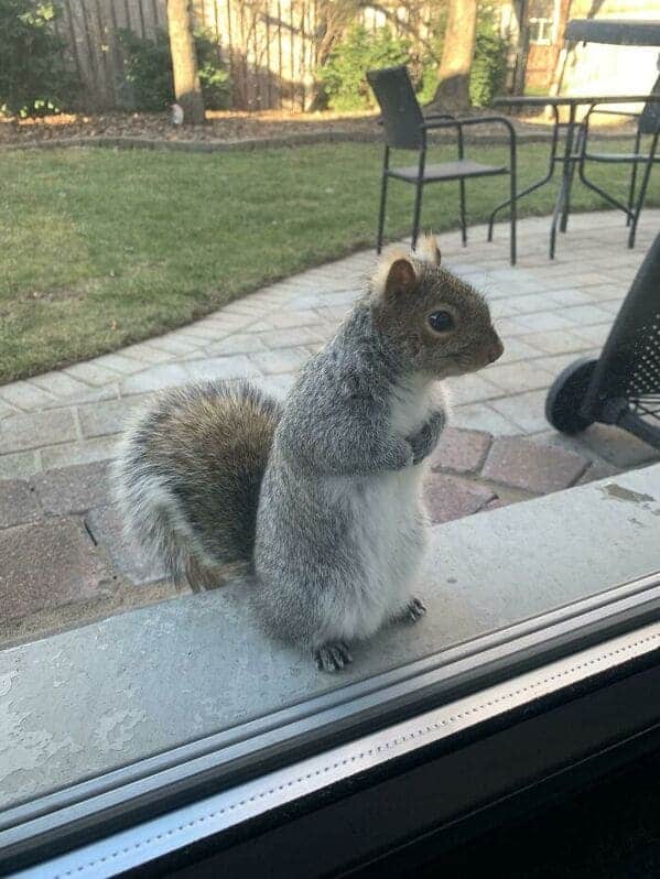 squirrel patiently waiting for food, Uplifting wholesome images, nice pictures of animals and people, humanity restored, wholesome pics, reddit, r wholesome, funny cute animals, feeling good