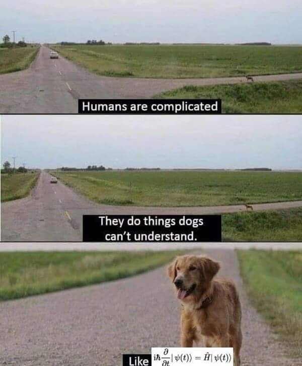 math meme - dogs