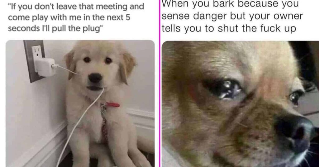 60 Spot On Dog Memes For When Life Gets Ruff