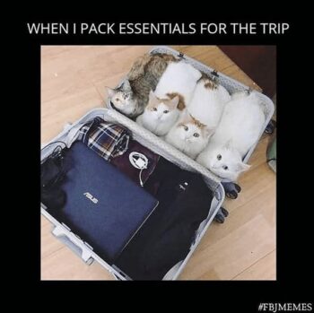 43 Hilarious Summer Vacation Memes That Will Make You Laugh Through Your Sunburns