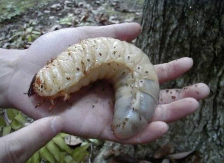 20 Massive Things That Are Simply Larger Than They Should Be